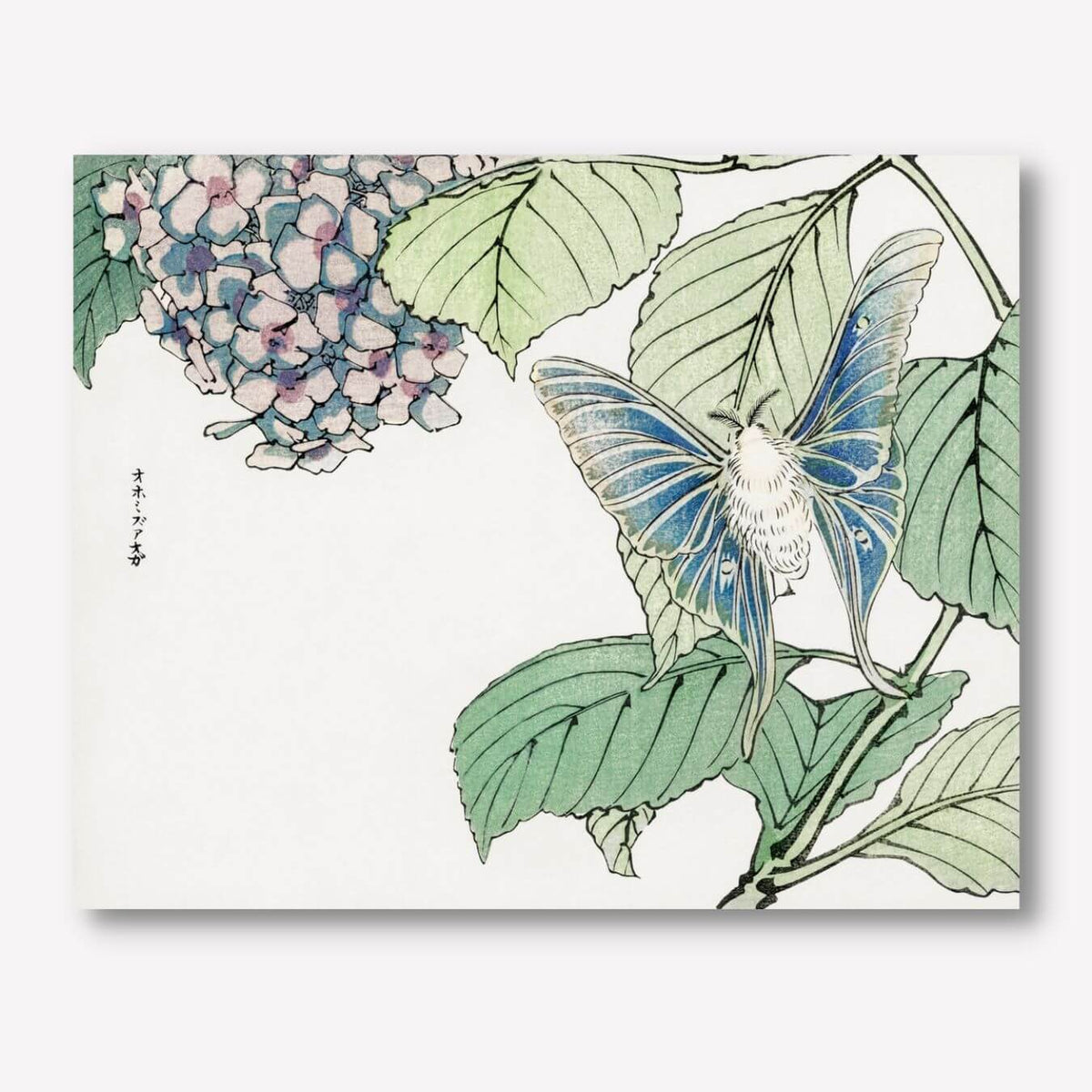 Moth and plant by Morimoto Toko Canvas Wall Art