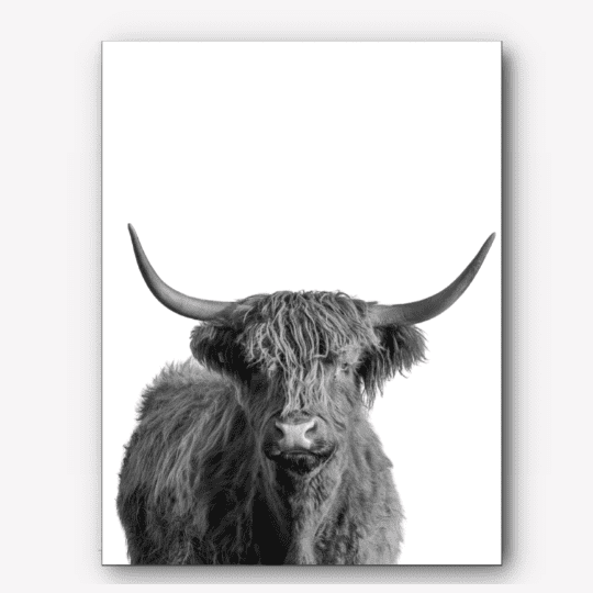 highland cow print | Free USA Shipping | WallArt.Biz