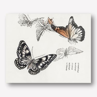 Morimoto Toko  butterflies sketch | FREE USA SHIPPING | WallArt.Biz