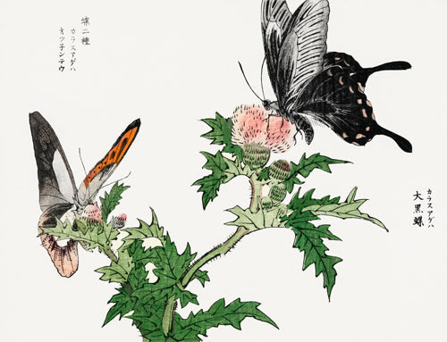 Morimoto Toko - Butterfly and Flower
