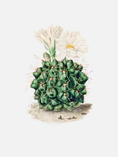 Turkeyhead Cactus Canvas Art