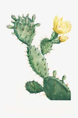 Lady of the Night Cactus Canvas Print
