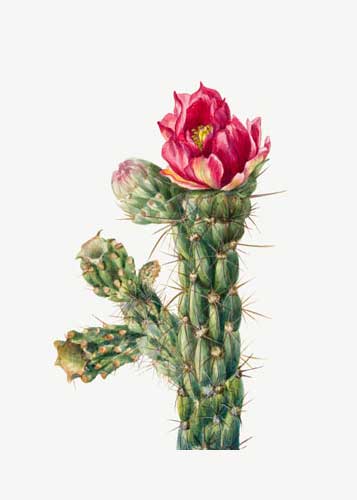 Turkeyhead Cactus Canvas Art