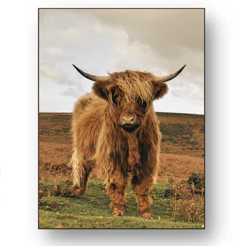 Shaggy Highland Cow Wall Art | Gallery Wrap Frame | WallArt.Biz