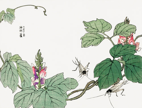 Morimoto Toko - Leaf and Flower 3 Set