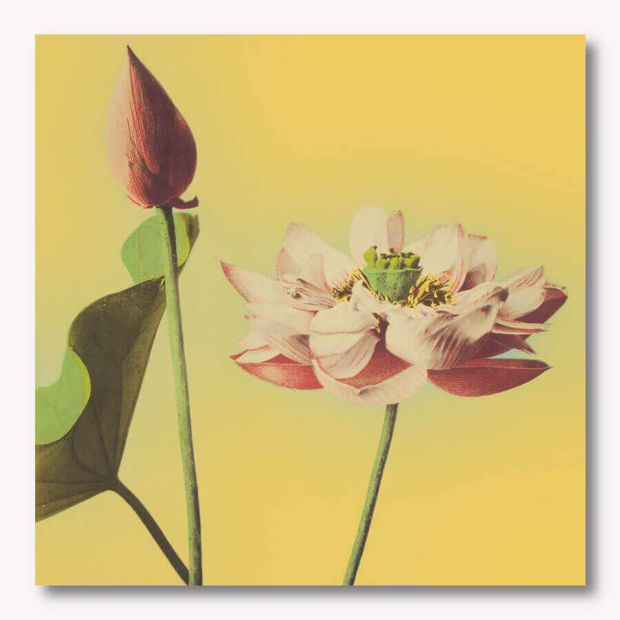 Ogawa Kazumasa - Lotus flower yellow | Free USA SHIPPING | WallArt.Biz