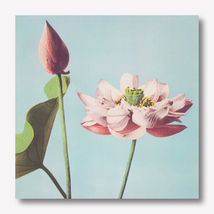 Ogawa Kazumasa - Lotus flower | Free USA Shipping| www.wallart.biz
