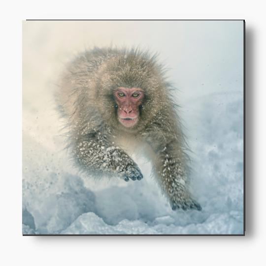 Snow-Monkey-painting-living room - Free usa & uk shipping - wallart.biz