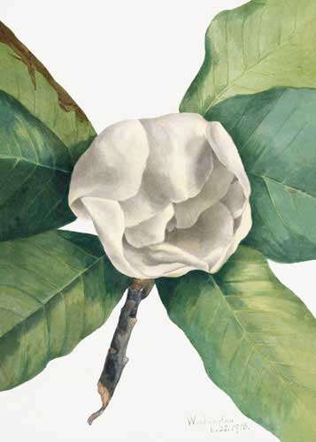 Forest Road Gallery Wall -Southern Magnolia