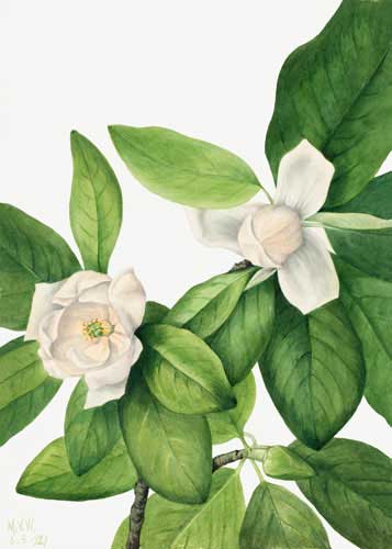 Forest Road Gallery Wall -Southern Magnolia