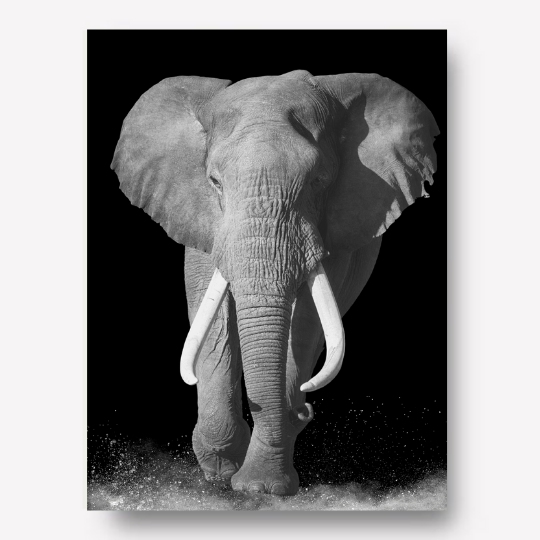 Elephant black and white photo wall art | Framed | WallArt.Biz