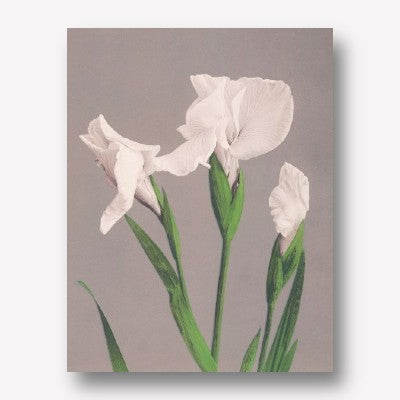 Ogawa Kazumasa - White Irises  | Free USA Shipping| www.wallart.biz