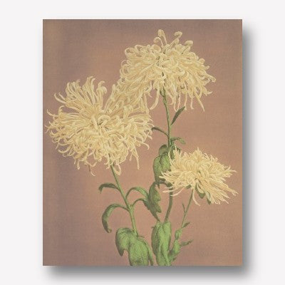 Ogawa Kazumasa - Yellow Chrysanthemum | Free USA Shipping| www.wallart.bizs 