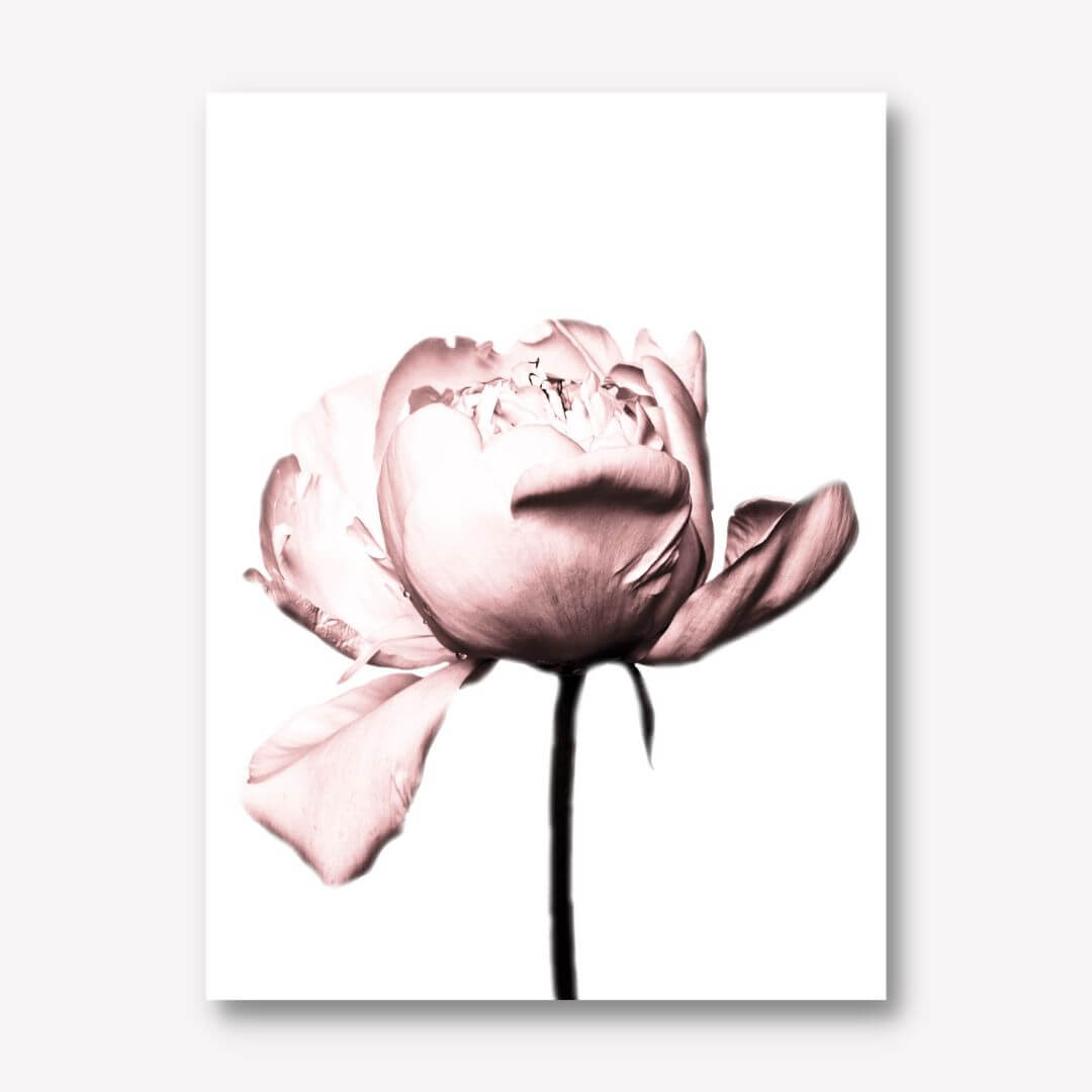 Coco Chanel rose canvas print- FREE UK & USA SHIPPING - WallArt.Biz
