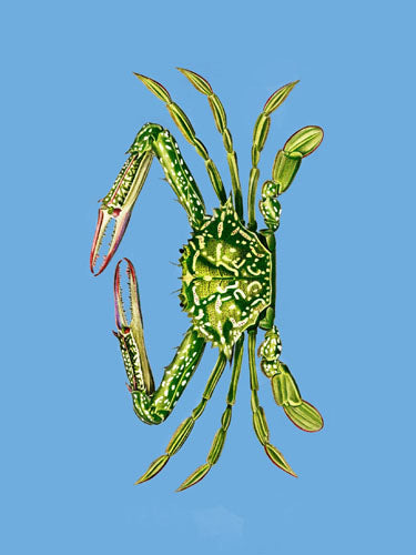 Sea Creatures - Crab Blue