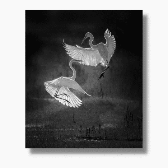 The Dance of Egrets wall art free usa and uk shipping - wallart.biz