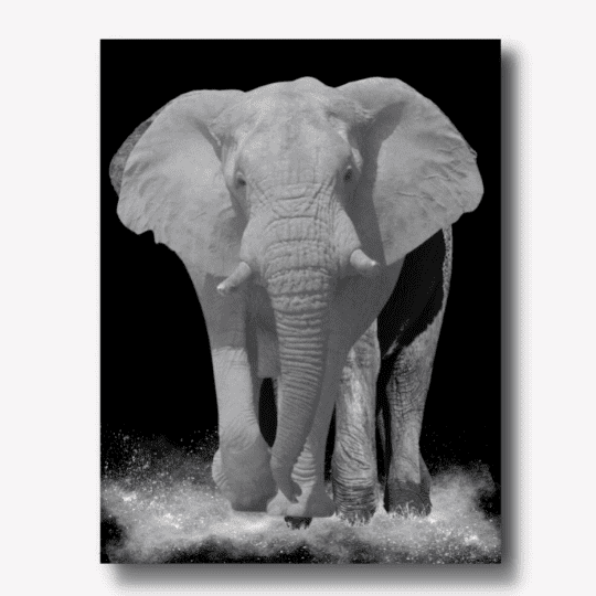 Elephant Canvas Print Art