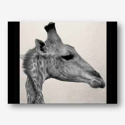 Giraffe Botswana Wall Art | FREE USA SHIPPING | WallArt.Biz