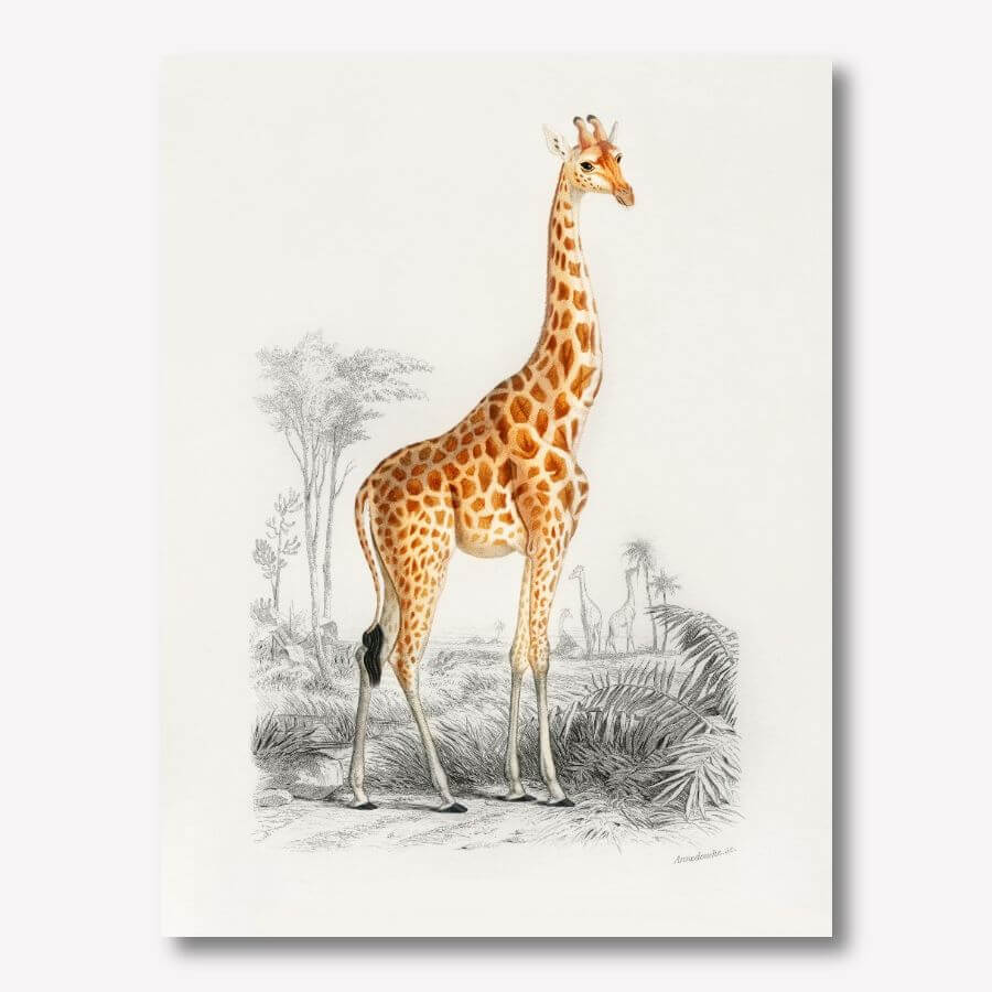 Vintage Giraffe Artwork | FREE USA SHIPPING | WallArt.Biz