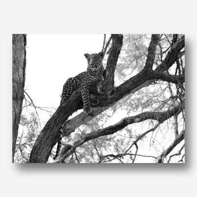 Leopard In Tree Wall Art