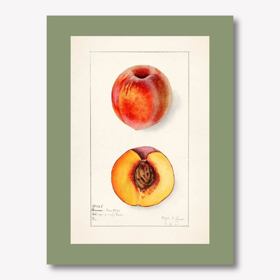 Vintage Watercolor Apple Fruit Art