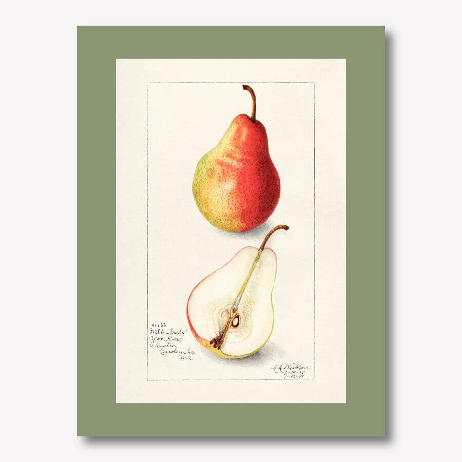Vintage Watercolor Pear Art