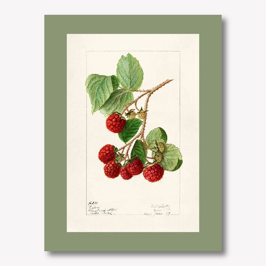 Raspberry Vintage Artwork