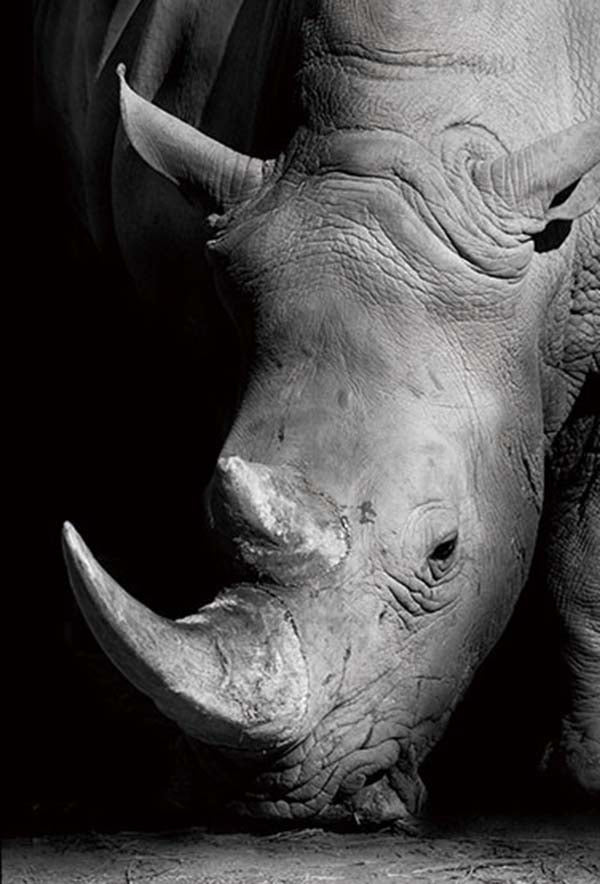 Rhino black and white photo wall art | Framed | WallArt.Biz