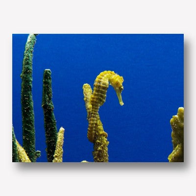 Sea Horse - Blue &amp; Yellow Art