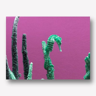 Sea Horse - Pink &amp; Green