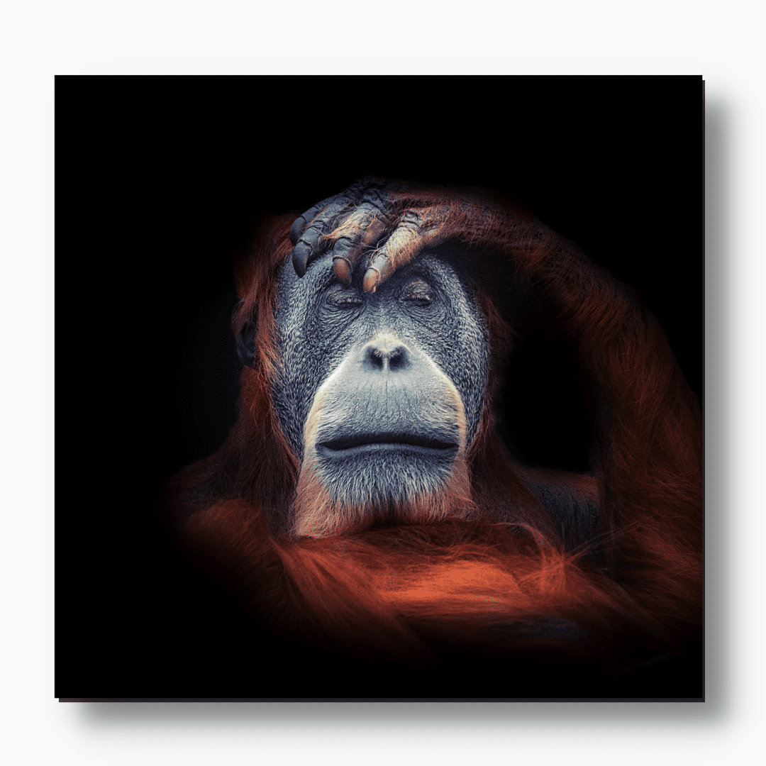 sleeping beauty orangutan-artwork - free usa and uk shipping - wallart.biz