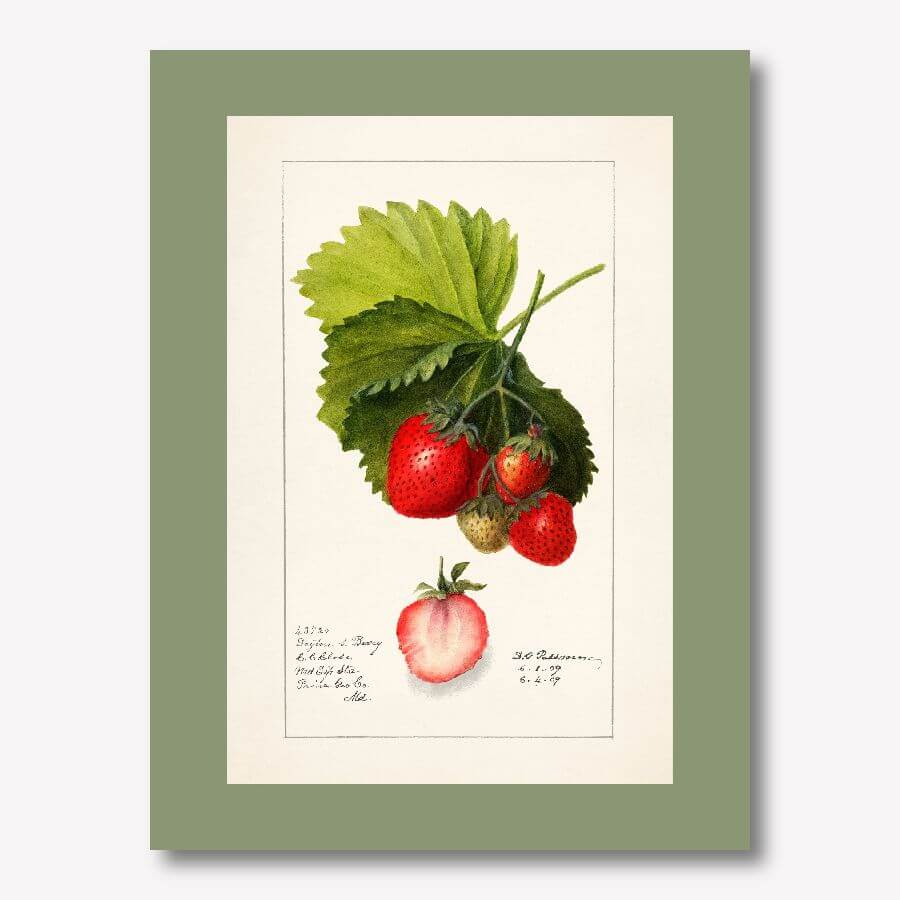 Vintage Strawberry Watercolor Art