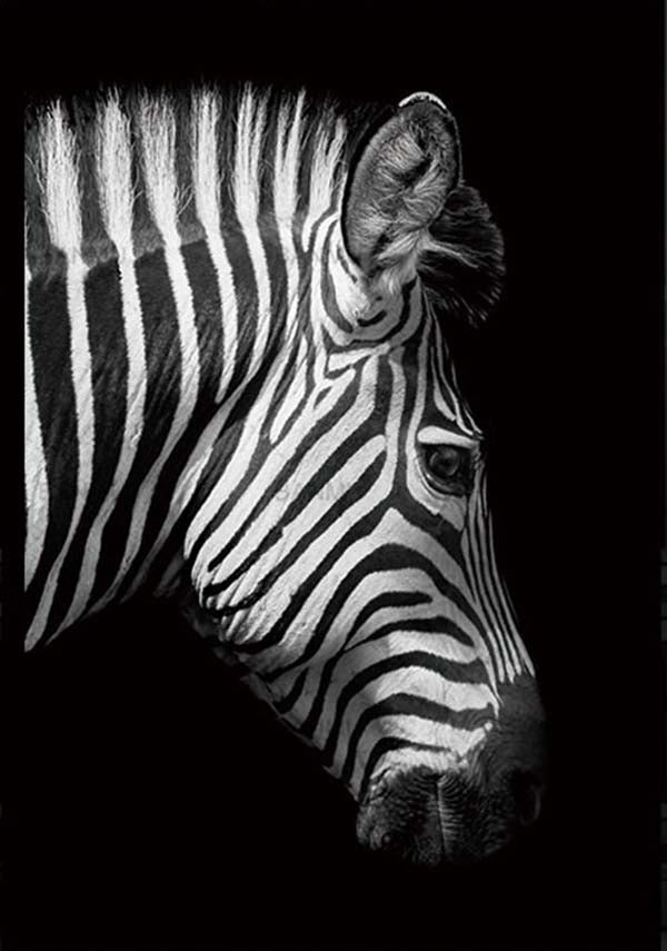 Zebra Canvas Artwork, Free USA Shipping | www.wallart.biz